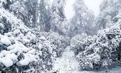 ทัวร์จีน เฉิงตู ภูเขาหิมะวาวู่ วัดต้าฉือ ตงเจียวจี้อี้ หมีแพนด้ายักษ์ปีนตึก IFS ถนนคนเดินชุนซีลู่ 