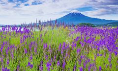 ทัวร์ญี่ปุ่น โตเกียว คามิโคจิ ปราสาทมัตสึโมโต้ วัดอาซากุสะ สวนโออิชิปาร์ค ภูเขาไฟฟูจิชั้น 5 ช้อปปิ้งย่านชินจูกุ