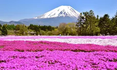 ทัวร์ญี่ปุ่น โตเกียว ชมทุ่งดอกพิงค์มอส FUJI SHIBAZAKURA PARK ขึ้นภูเขาไฟฟูจิชั้น 5 พักออนเซ็น 1 คืน อิสระเต็มวัน