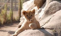 ทัวร์แอฟริกาตะวันออก รวันดา ยูกันดา บุรุนดี โคโมรอส ตามรอยกอริลลา พิพิธภัณฑ์ธรรมชาติวิทยา เดินป่าชมลิงสีทอง