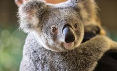 ทัวร์ออสเตรเลีย บริสเบน โกล์ดโคส์ท เขตรักษ์พันธุ์สัตว์ป่าเคอร์รัมบิน ทังกาลูม่ารีสอร์ท มูฟวี่เวิลด์