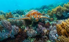 ทัวร์ออสเตรเลีย แคนส์ ซิดนีย์ Great Barrier Reef หมู่บ้านคูรันด้า อุทยานบลูเม้าท์เท่นส์ พักใจกลางเมือง