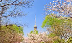 ทัวร์จีน ปักกิ่ง ชมซากุระสวนอวี้หยวนถัน พระราชวังกู้กง สวนจิงซาน หอฟ้าเทียนถาน กำแพงเมืองจีน