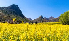 ทัวร์จีน คุนหมิง ทุ่งดอกมัสตาร์ด สวนซากุระสวนหยวนทง ภูเขาหิมะเจียวจื่อ เมืองโบราณกวนตู้ ไม่เข้าร้านรัฐบาล