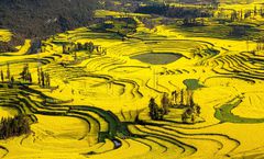 ทัวร์จีน คุนหมิง อี้เหลียง โหลวผิง ทุ่งดอกมัสตาร์ด หุบเขาซากุระ หุบเขาทรายหลากสี สวนเหล่าหยูเหอ ไม่เข้าร้านรัฐบาล