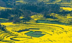 ทัวร์จีน คุนหมิง โหลวผิง อี้เหลียง ชมทุ่งดอกมัสตาร์ด ชมดอกซากุระอี้เหลียง อุทยานป่าหิน วัดหยวนทง