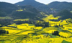 ทัวร์จีน คุนหมิง หุบเขาซากุระอี้เหลียง ทุ่งดอกมัสตาร์ด เมืองโบราณเฟิงหลิงปู้ยี ภูเขาหมื่นยอดว่านเฟิงหลิน ไม่เข้าร้านรัฐบาล