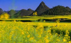 ทัวร์จีน คุนหมิง หุบเขาซากุระอีเหลียง ทุ่งดอกมัสตาร์ด สวนดอกทิวลิป วัดหยวนทง ไม่เข้าร้านรัฐบาล