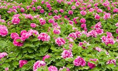 ทัวร์จีน เจิ้งโจว ลั่วหยาง ชมสวนดอกโบตั๋น ประตูหลี่จิ่ง เมืองโบราณลั่วอี้ วัดเส้าหลิน หอคอยอนุสรณ์เอ้อฉี