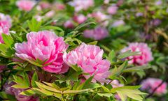 ทัวร์จีน เจิ้งโจว ลั่วหยาง สวนดอกโบตั๋น ศาลเจ้าเฉิงหวงเจิ้งโจว วัดเส้าหลิน ประตูอิงเทียน อิสระเต็มวัน