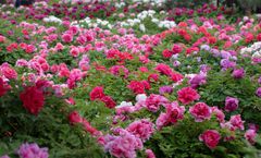 ทัวร์จีน เจิ้งโจว ลั่วหยาง พิพิธภัณฑ์มณฑลเหอหนาน ประตูอิงเทียน โชว์การแสดงกังฟูงวัดเส้าหลิน เทศกาลดอกโบตั๋น