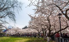 ทัวร์จีน ชิงเต่า ชมซากุระ ณ สวนจงซาน คฤหาสน์เหวินเฉิง พิพิธภัณฑ์เบียร์ชิงเต่า ไม่เข้าร้านรัฐบาล