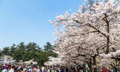 ทัวร์จีน สงกรานต์ ชิงเต่า เหยียนไถ ชมดอกซากุระสวนจงซาน หาดทรายซาจื้อโข่ว หาดไซเบอร์ ไม่เข้าร้านรัฐบาล