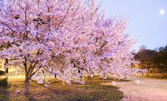 ทัวร์จีน ชิงเต่า เหยียนไถ ชมดอกเหมยสวนจงซาน ชายหาดจินซา หาดไซเบอร์ NO.3 พัก 5 ดาวทุกคืน ไม่เข้าร้านรัฐบาล