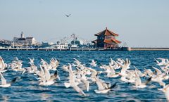 ทัวร์จีน จี่หนาน ชิงเต่า บ่อน้ำพุเป้าทู สะพานจ้านเฉียว โรงงานเบียร์ชิงเต่า นั่งกระเช้าภูเขาไท่ผิง ไม่เข้าร้านรัฐบาล