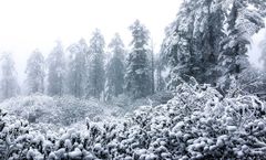 ทัวร์จีน บินตรงฉงชิ่ง เฉิงตู ภูเขาหิมะวาวู่ซาน ผาหินแกะสลักแห่งต้าจู๋ หงหยาต้ง จัตุรัสราฟเฟิลส์