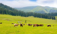 ทัวร์จีน ซินเจียงกลาง อูรูมูฉี อี้หนิง แกรนด์แคนยอนคั่วเคซู ทุ่งหญ้านาราถี ทะเลสาบไซลี่มู่ ทุ่งหญ้าคาลาจุ้น ไม่เข้าร้านรัฐบาล 