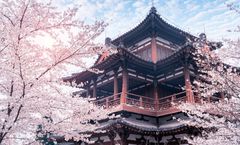 ทัวร์จีน ซีอาน สุสานทหารจิ๋นซีฮ่องเต้ เจดีย์ห่านป่าใหญ่ สวนวัดชิงหลง จัตุรัสหอกลองหอระฆัง ใส่ชุดจีนโบราณ ไม่เข้าร้านรัฐบาล