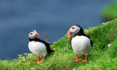 ทัวร์เดนมาร์ก หมู่เกาะแฟโร โคเปนเฮเกน หมู่บ้านควีวิก ฤดูกาลชมนกพัพฟิน รวมวีซ่าและทิปทุกอย่างแล้ว