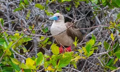 ทัวร์เอกวาดอร์ กาลาปากอส กิโต ล่องเรือ Galapagos Legend เกาะซานตาครูซ สัตว์หายาก รวมค่าวีซ่า+ค่าทิป