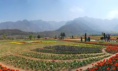 ทัวร์อินเดีย แคชเมียร์ ศรีนาคา สวนทิวลิป ทุ่งดอกมัสตาร์ด หุบเขาเบตับ พาฮาลแกรม กุลมาร์ค โซนามาร์ค 