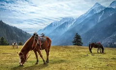 ทัวร์อินเดีย ศรีนาคา แคชเมียร์ ใบไม้เปลี่ยนสี เทือกเขากุลมาร์ค ทุ่งหญ้า Saffron ทะเลสาบดาล ขี่ม้า Pony Ride 