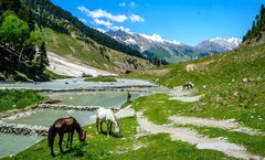 ทัวร์อินเดีย เดลี แคชเมียร์ ทัชมาฮาล ชมเทศกาลดอกทิวลิป พาฮาลแกม ล่องเรือชิคาร่าทะเลสาบดาล อัคราฟอร์ท