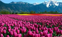 ทัวร์อินเดีย แคชเมียร์ ชัยปุระ ศรีนาคา สวนทิวลิป พาฮาลแกรมเทือกเขากุลมาร์ค ทะเลสาบดาล จามามัสยิด