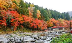 ทัวร์ญี่ปุ่น โอซาก้า ทาคายาม่า ชมใบไม้เปลี่ยนสีหุบเขาโครังเค ปราสาทโอซาก้า อาราชิยาม่า สวนป่าไผ่ สะพานโทเก็ตสึเคียว