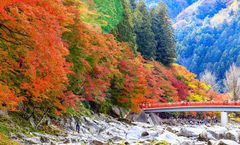 ทัวร์ญี่ปุ่น โอซาก้า เกียวโต โอบาระ ใบไม้เปลี่ยนสี หุบเขาโครังเค วัดคิโยมิสึ ถนนแปะก๊วย เทศกาลประดับไฟฤดูหนาว