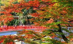 ทัวร์ญี่ปุ่น โอซาก้า นาโกย่า ใบไม้เปลี่ยนสีหุบเขาโครังเค วัดกินคะคุจิ ศาลเจ้าฟูชิมิอินาริ เสาโทริอิพันต้น อิสระเต็มวัน