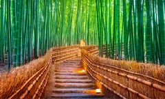 ทัวร์ญี่ปุ่น โอซาก้า วาคายามะ เกียวโต สวนป่าไผ่อาราชิยาม่า สะพานโทเก็ตสึเคียว ศาลเจ้านัมบะยาซากะ ปราสาทวากายาม่า อิสระเต็มวัน