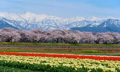 ทัวร์ญี่ปุ่น โอซาก้า เกียวโต หมู่บ้านชิราคาวาโกะ จุดชมซากุระแม่น้ำเมกุโระ สวนอาซาฮิฟุนะคาวะ วัดคินคะคุจิ