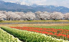 ทัวร์ญี่ปุ่น โอซาก้า โทยามะ ทุ่งทิวลิปวิสวนอาซาฮิฟุนากาว่า หมู่บ้านชิราคาวาโกะ ปราสาทโอซาก้า