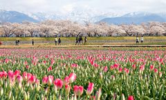 ทัวร์ญี่ปุ่น สงกรานต์ นาโกย่า โอซาก้า ชมซากุระสวนอาซาฮีฟุนะกาว่า หมู่บ้านชิราคาวาโกะ อิสระเต็มวัน