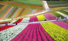 ทัวร์ญี่ปุ่น ฮอกไกโด บิเอะ ฟุราโน่ สวนดอกไม้ชิกิไซโนะโอกะ โทมิตะฟาร์ม น้ำตกชิราฮิเกะ อิสระเต็มวัน