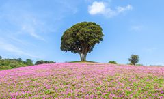 ทัวร์ญี่ปุ่น โตเกียว ชิบะ ทุ่งดอกเพ็ตทูเนีย ณ มาเธอร์ ฟาร์ม วัดอาซากุสะ เมืองเก่าซาวาร อิสระท่องเที่ยว