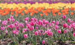 ทัวร์ญี่ปุ่น สงกรานต์ โตเกียว เทศกาลดอกทิวลิป ชมซากุระสวนซากามิโกะ วัดโคโตคุอิน อิสระเต็มวัน