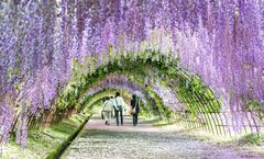 ทัวร์ญี่ปุ่น ฟุกุโอกะ เบปปุ อุโมงค์ดอกวิสทีเรียสวนคาวาจิ หมู่บ้านยูฟุอิน ยูมิจิโกกุ ศาลเจ้าดาไซฟุ