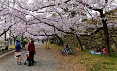 ทัวร์ญี่ปุ่น ซาซากุริ ฟุกุโอกะ ยูฟูอิน ชมซากุระสวนไมซุรุ วัดนันโซอิน หมู่บ้านยูฟูอิน ปราสาทโคคูระ อิสระเต็มวัน