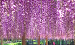 ทัวร์ญี่ปุ่น สงกรานต์ ฟุกุโอกะ เทศกาลชมดอกวิสทีเรีย ศาลเจ้าดาไซฟุ หมู่บ้านยูฟุอิน บ่อน้ำพุร้อนยูมิจิโกกุ อิสระเต็มวัน