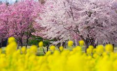 ทัวร์ญี่ปุ่น เกียวโต ฟุคุอิ โตเกียว ชมเทศกาลอะคากิ นันเมน เซนบงซากุระ หุบเขาคิโยสึ สวนอุเอโน่