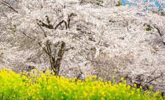 ทัวร์ญี่ปุ่น ไซตามะ โตเกียว เทศกาลอะคากิ นันเมนเซนบงซากุระ สวนดอกไม้อาชิคางะ ทุ่งดอกนะโนะฮานะ อิสระเต็มวัน