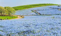 ทัวร์ญี่ปุ่น โตเกียว อิบารากิ สวนฮิตาชิซีไซด์ สวนสนุกฟูจิคิวไฮแลนด์ สวนดอกไม้อาชิคางะ วัดอาซากุสะ