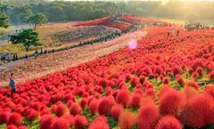 ทัวร์ญี่ปุ่น โตเกียว คามาคุระ เอโนชิมะ ชมทุ่งดอกโคเชีย สวนฮิตาชิซีไซด์ปาร์ค ศาลเจ้าโออาไรอิโซซากิ อิสระเต็มวัน
