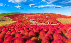 ทัวร์ญี่ปุ่น อิบารากิ โตเกียว สวนฮิตาชิ ซีไซด์ ปาร์ค ภูเขาไฟฟูจิ วัดอาซากุสะ ศาลเจ้าโคมิตาเคะ อิสระเต็มวัน