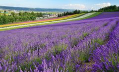 ทัวร์ญี่ปุ่น ฮอกไกโด อาซาฮีกาว่า ชมทุ่งลาเวนเดอร์โทมิตะฟาร์ม ศิลปะบนนาข้าว กระเช้าไฟฟ้าคุโระดะเกะ ราคารวมทุกอย่าง