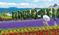 ทัวร์ญี่ปุ่น ฮอกไกโด ซัปโปโร โทมิตะฟาร์ม ฟาร์มหมีโนโบริเบทสึ สวนดอกไม้ชิกิไซโนะโอกะ อิสระเต็มวัน