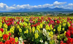 ทัวร์ญี่ปุ่น ฮอกไกโด ทุ่งดอกไม้กามิฟูราโนะ เนินแห่งพระพุทธเจ้า บ่อน้ำสีฟ้า สวนชิกิไซโนะโอกะ อิสระเต็มวัน
