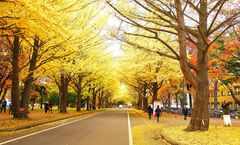 ทัวร์ญี่ปุ่น ฮอกไกโด ซัปโปโร ใบไม้เปลี่ยนสี Ginkgo Avenue นิงเกิ้ลเทอเรส บ่อน้ำสีฟ้า น้ำตกชิราฮิเกะ